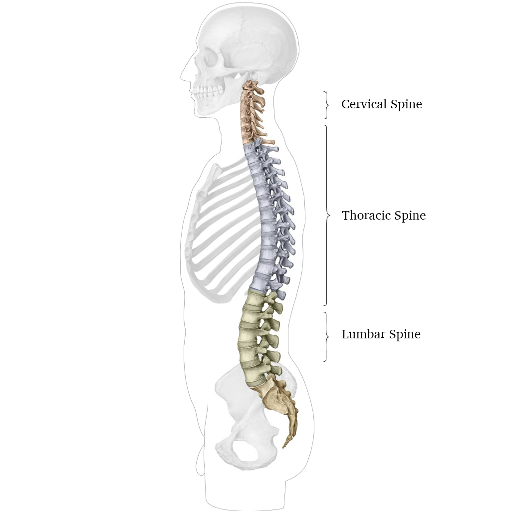 The 3 Sections of the spine.