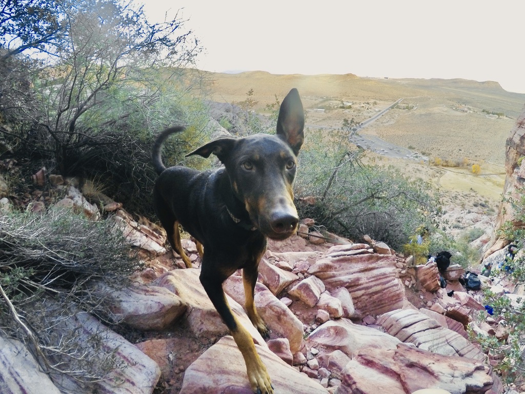 Dog in Red Rocks Nevada